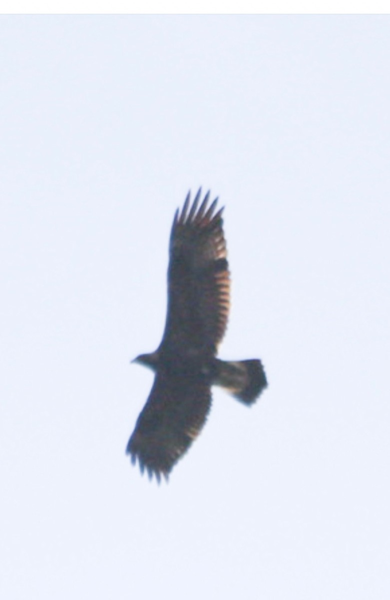 Golden Eagle - ML646173742