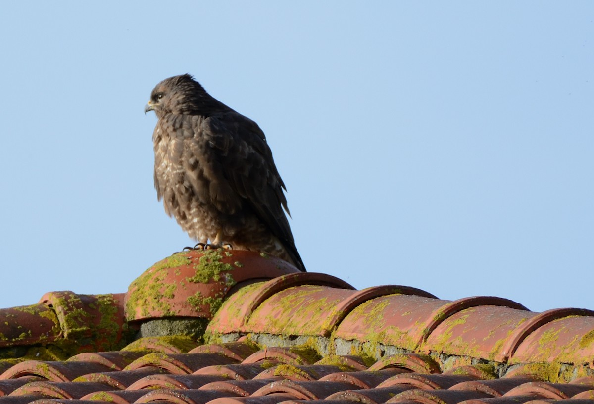 Zapelatz arrunta - ML646173743