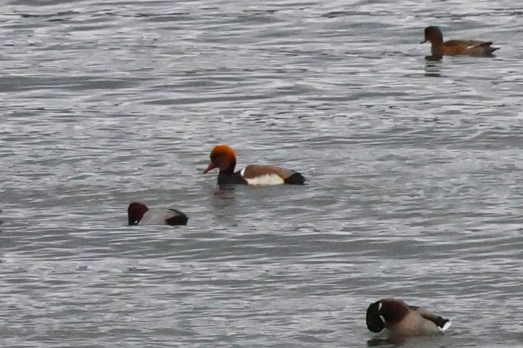 Red-crested Pochard - ML646173748