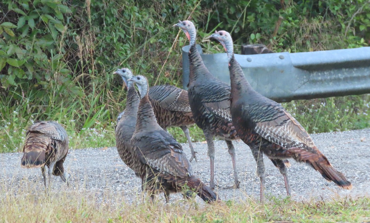 Wild Turkey - ML646173749