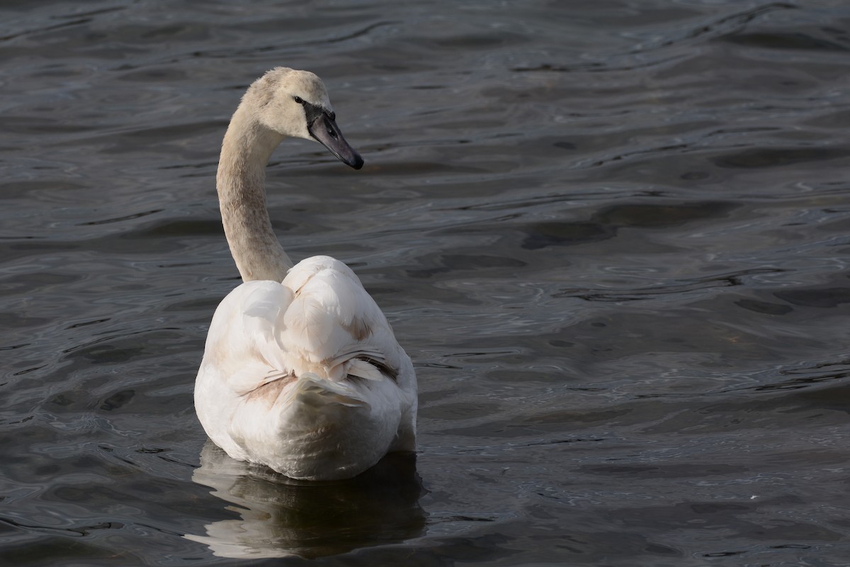 Cigno reale - ML646173752