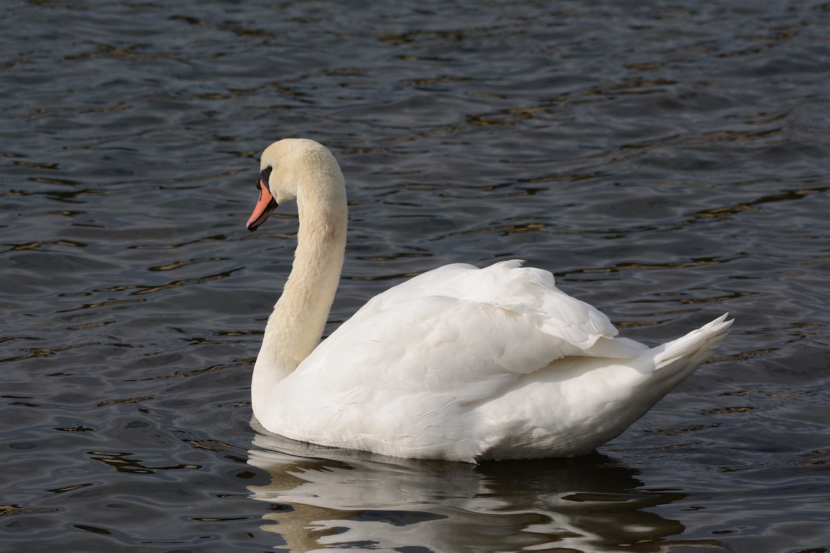 Cigno reale - ML646173753