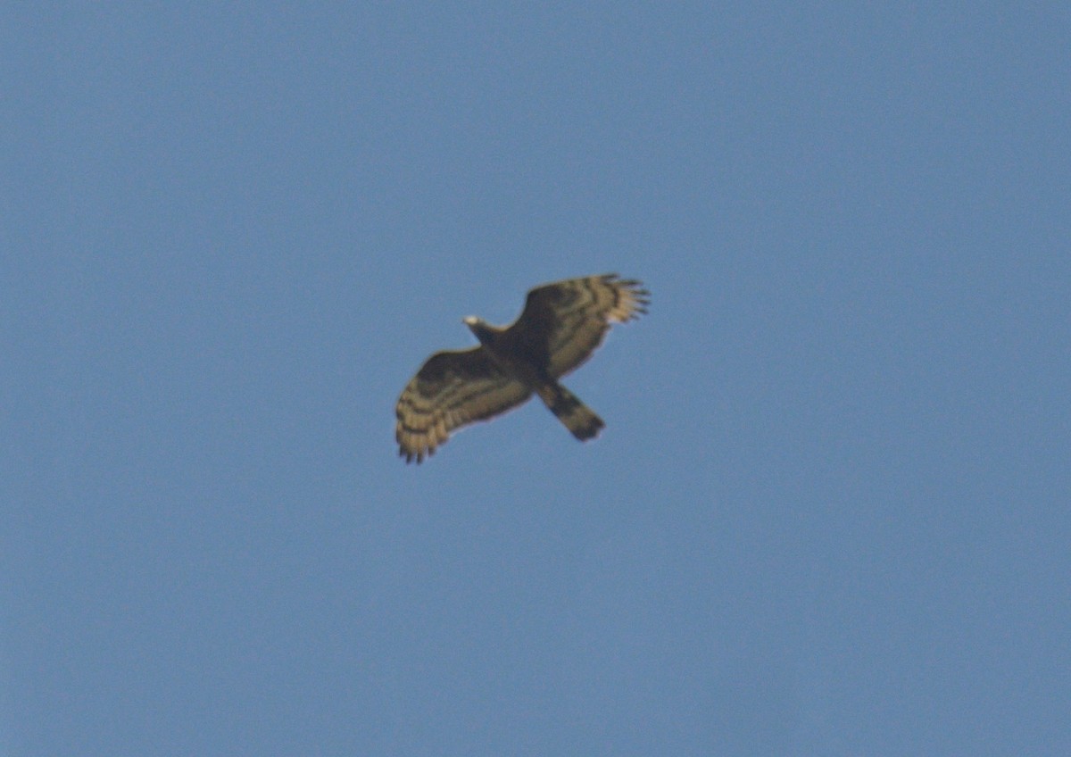 Oriental Honey-buzzard - ML646173756