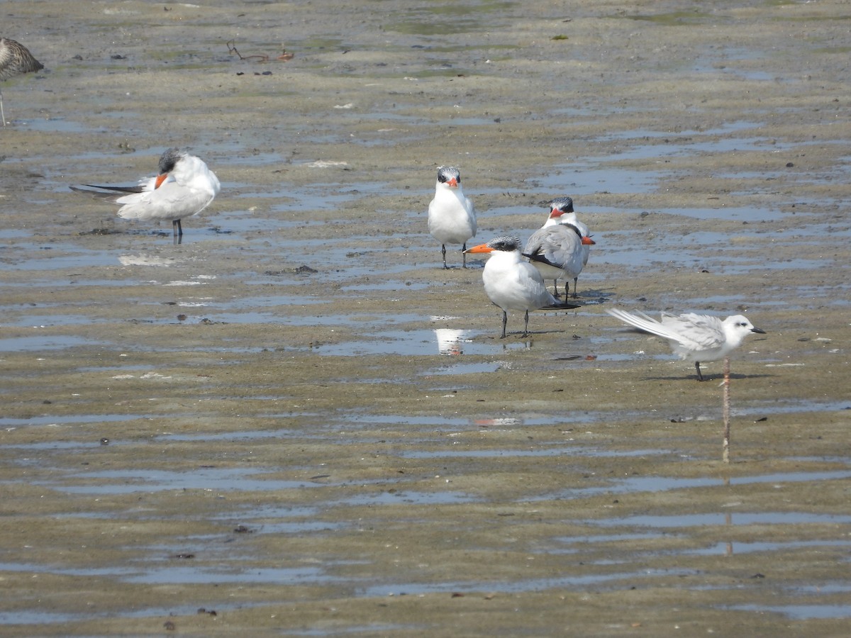 Caspian Tern - ML646173758