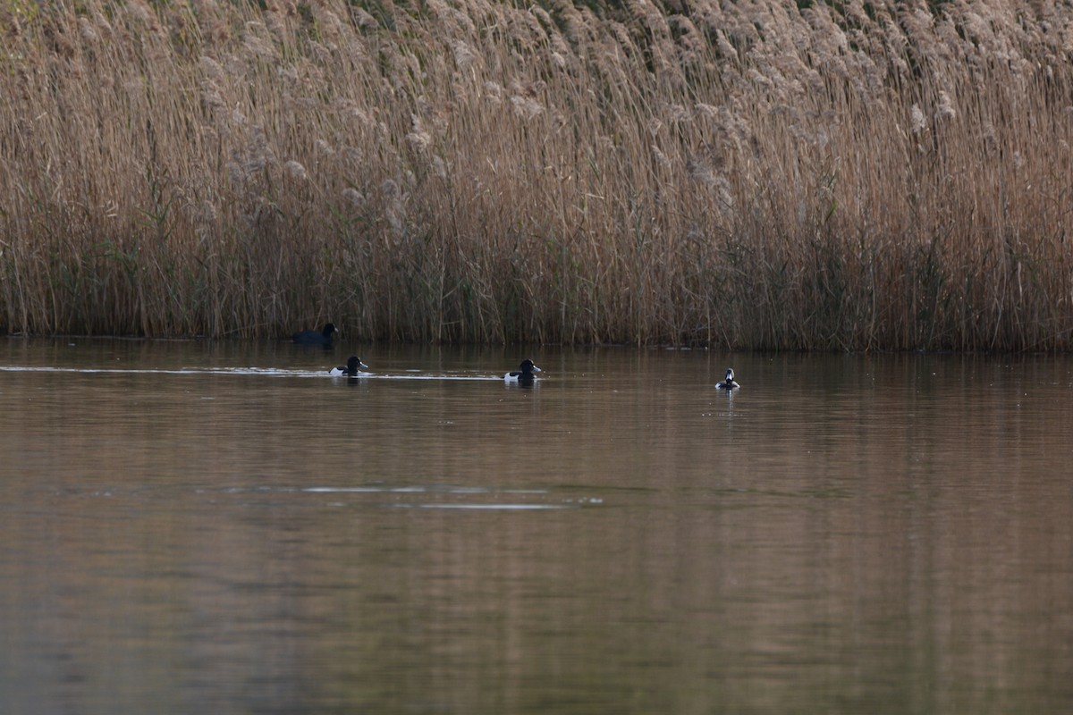 Murgilari mottoduna - ML646173759