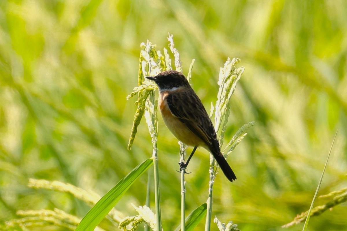 Amur Stonechat - ML646173760