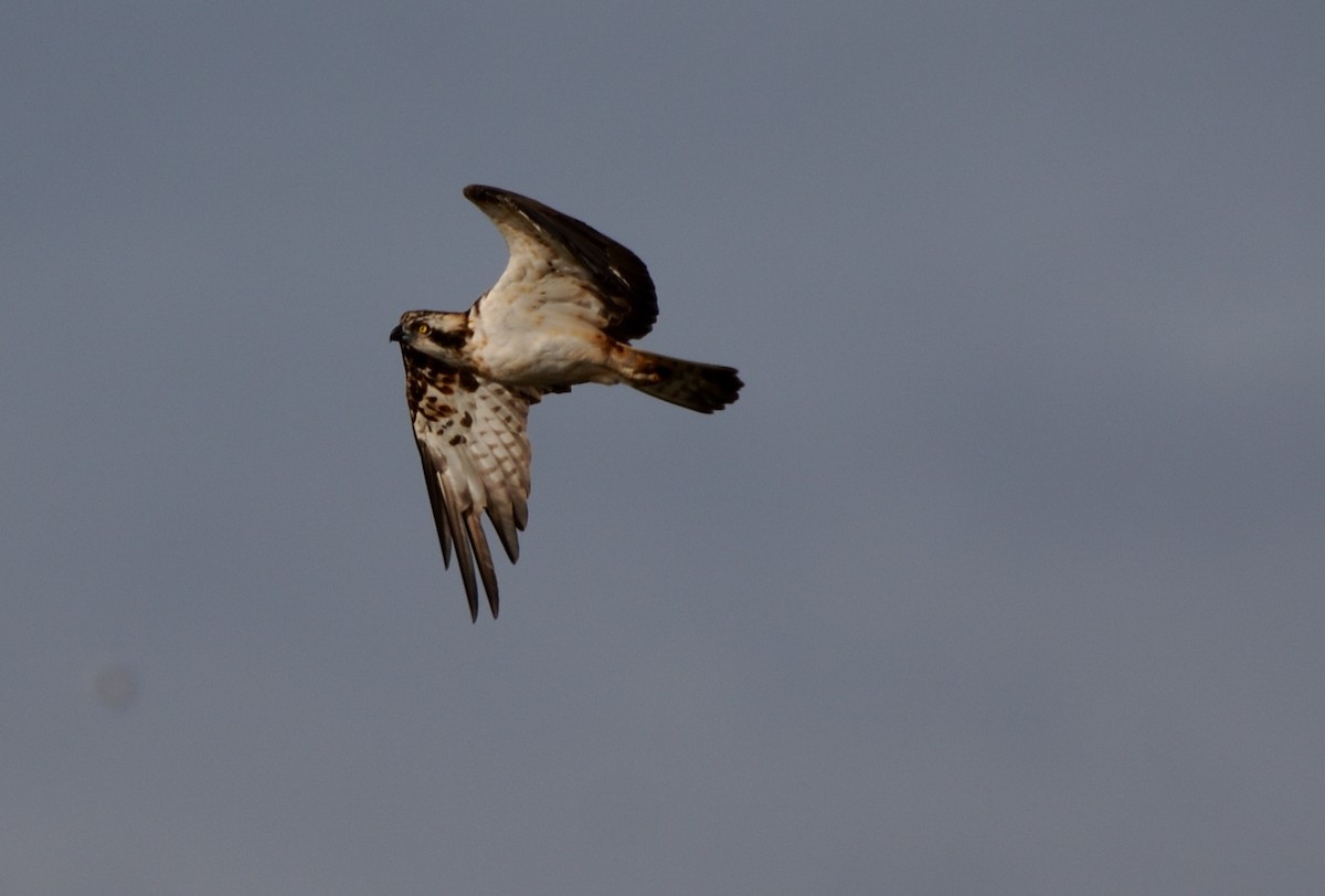 Arrano arrantzalea - ML646173766