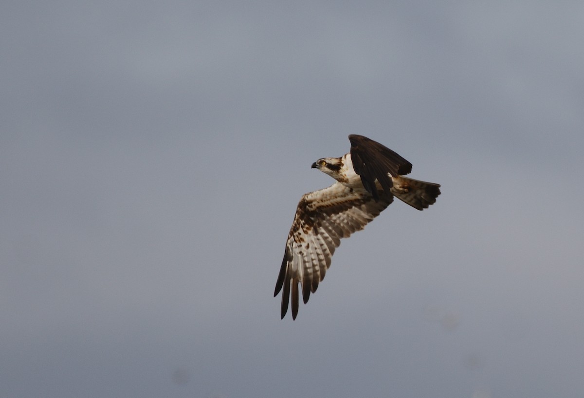 Arrano arrantzalea - ML646173767