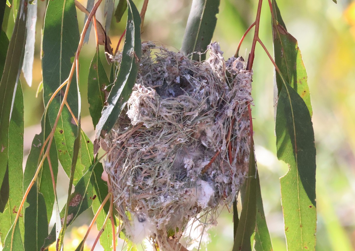 Weebill (Brown) - ML646173768