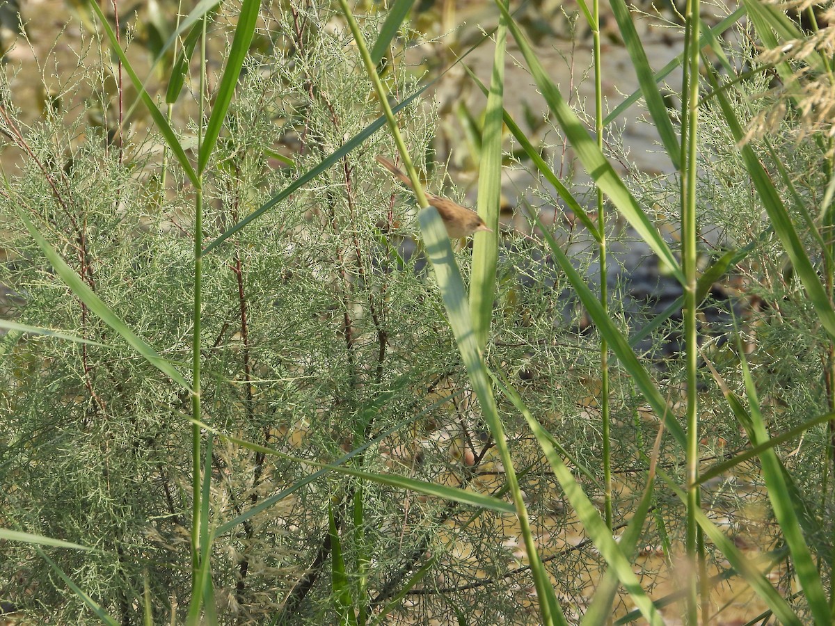 Delicate Prinia - ML646173769