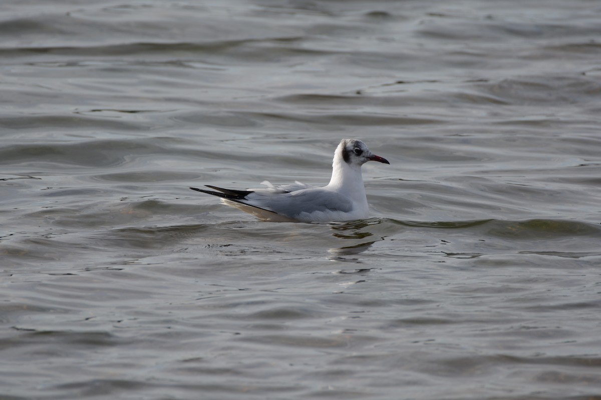 Antxeta mokogorria - ML646173770