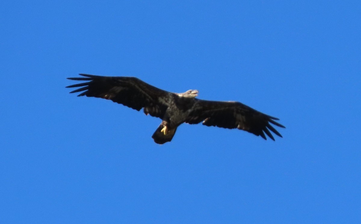 Bald Eagle - ML646173772