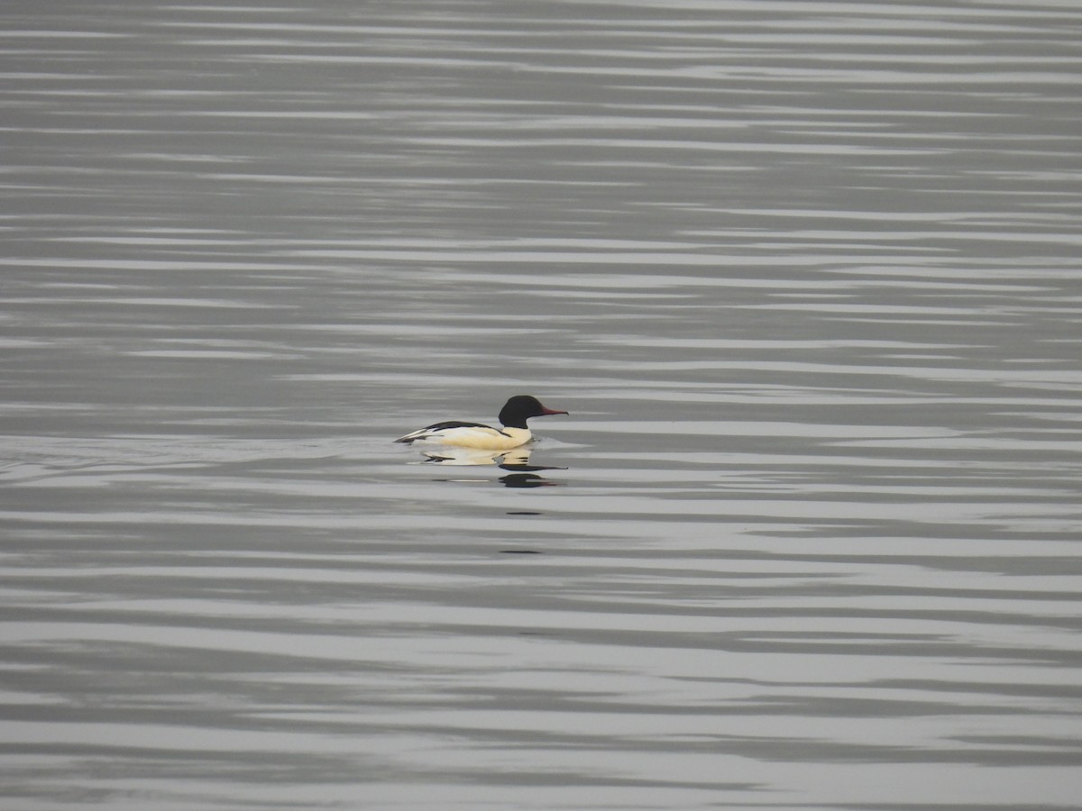 Common Merganser - ML646173773