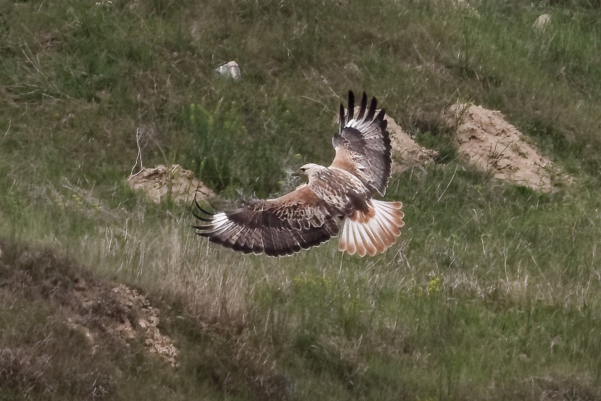 Long-legged Buzzard - ML646173784