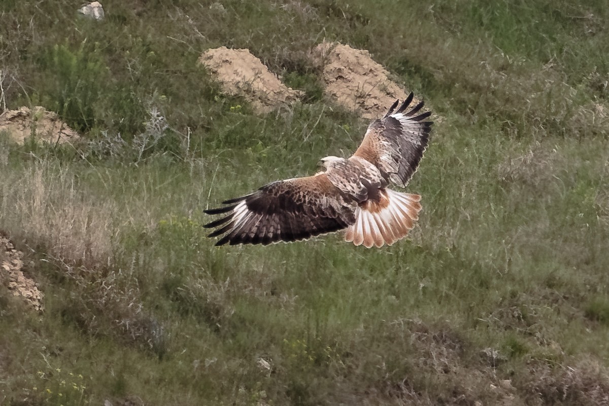 Long-legged Buzzard - ML646173785