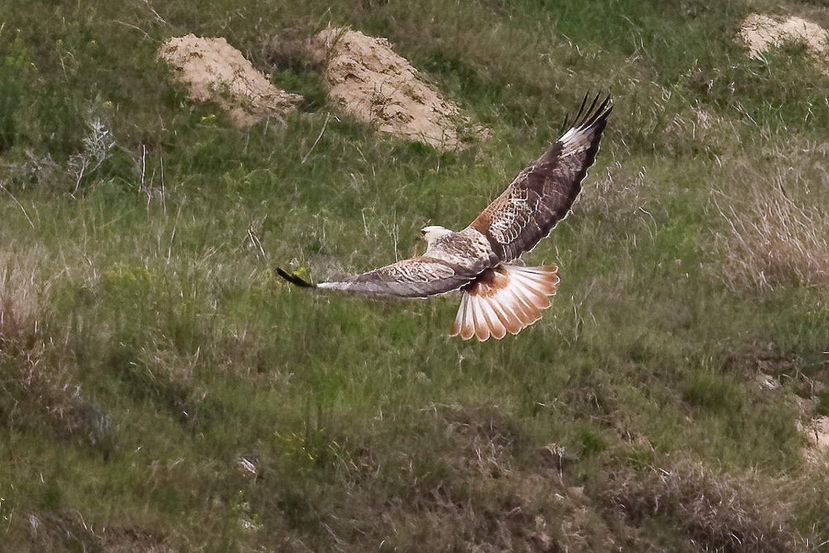 Long-legged Buzzard - ML646173786