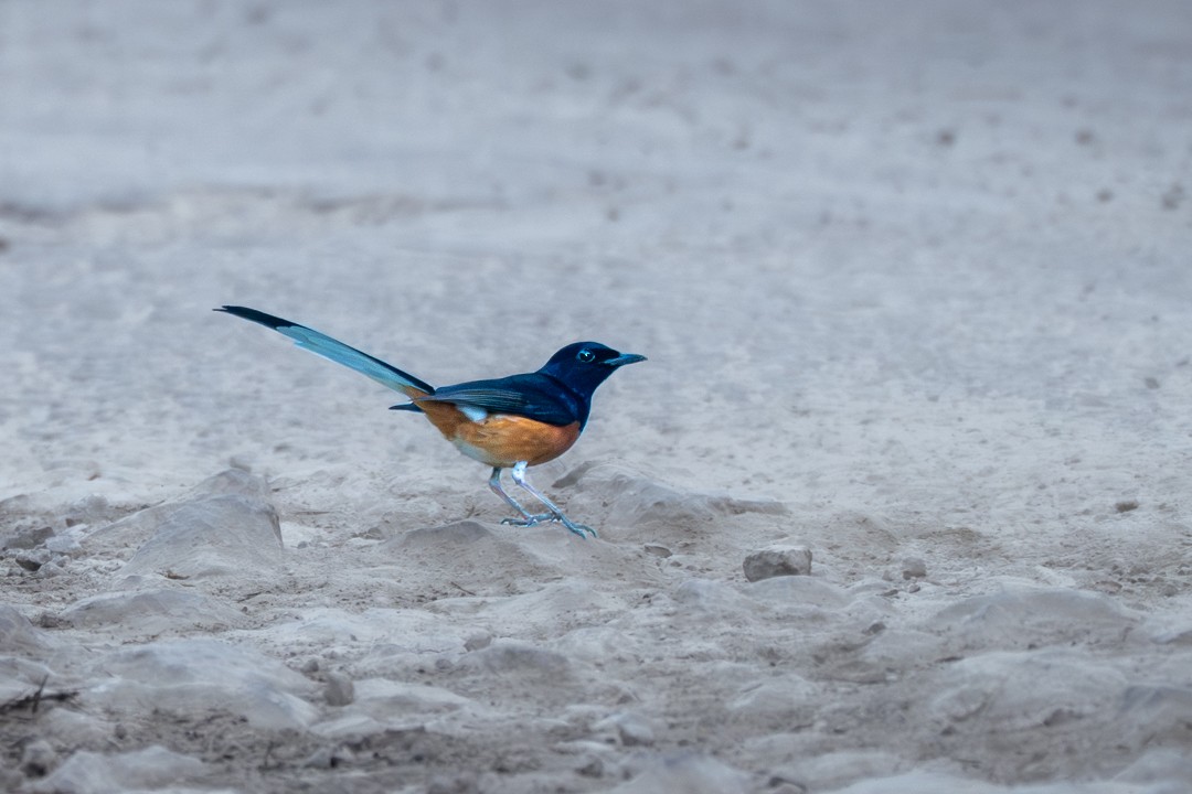 White-rumped Shama - ML646173789