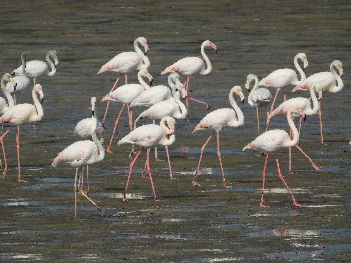 Greater Flamingo - ML646173790
