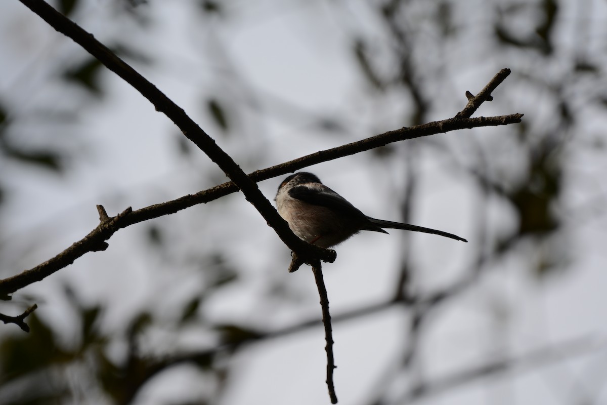 Buztanluze arrunta - ML646173791