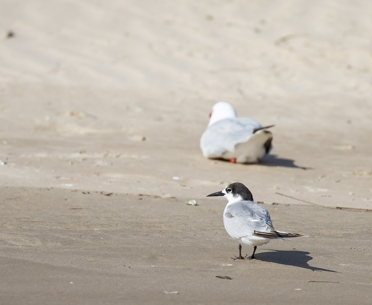Common Tern - ML646173792