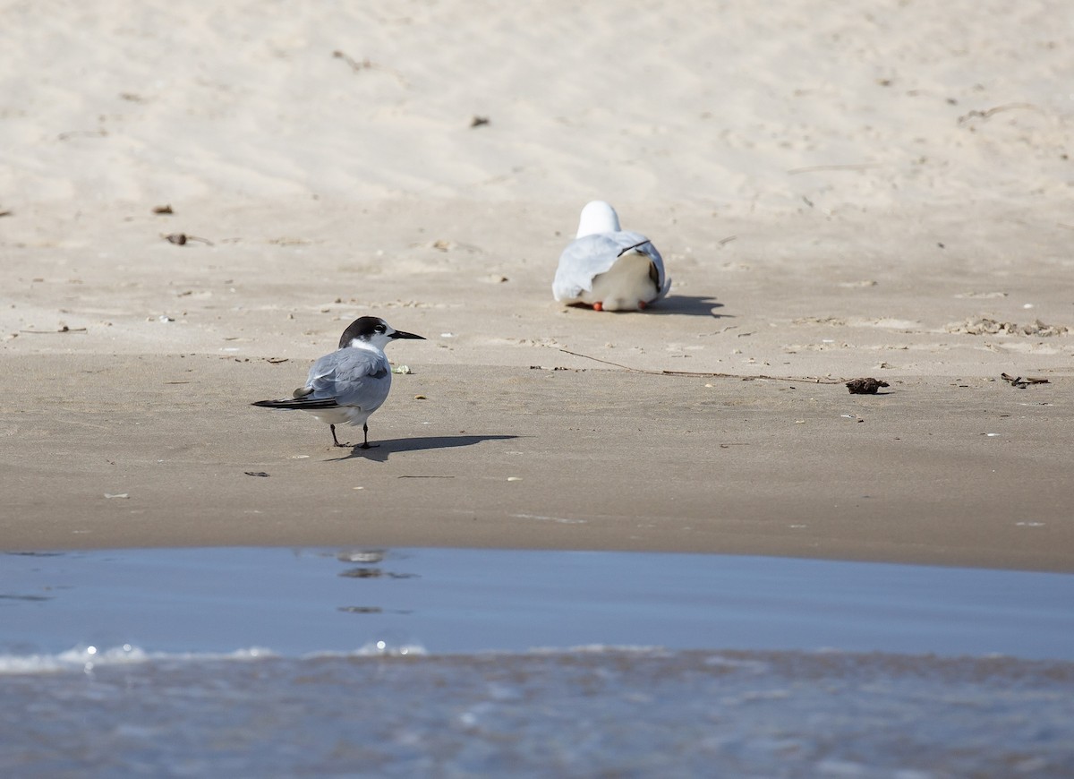 アジサシ - ML646173793