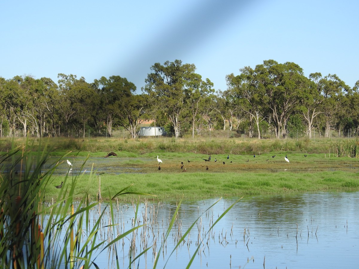 オーストラリアセイケイ - ML646173794