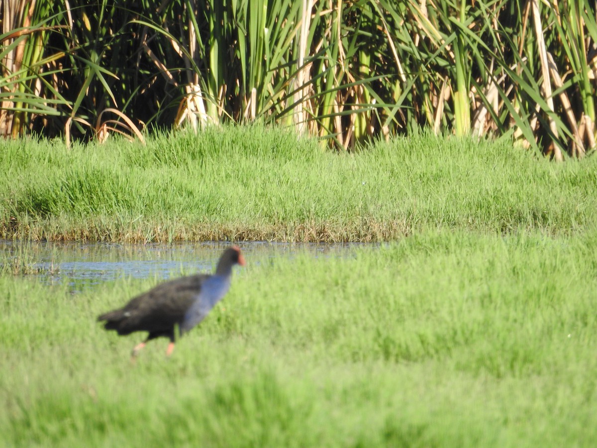 オーストラリアセイケイ - ML646173795