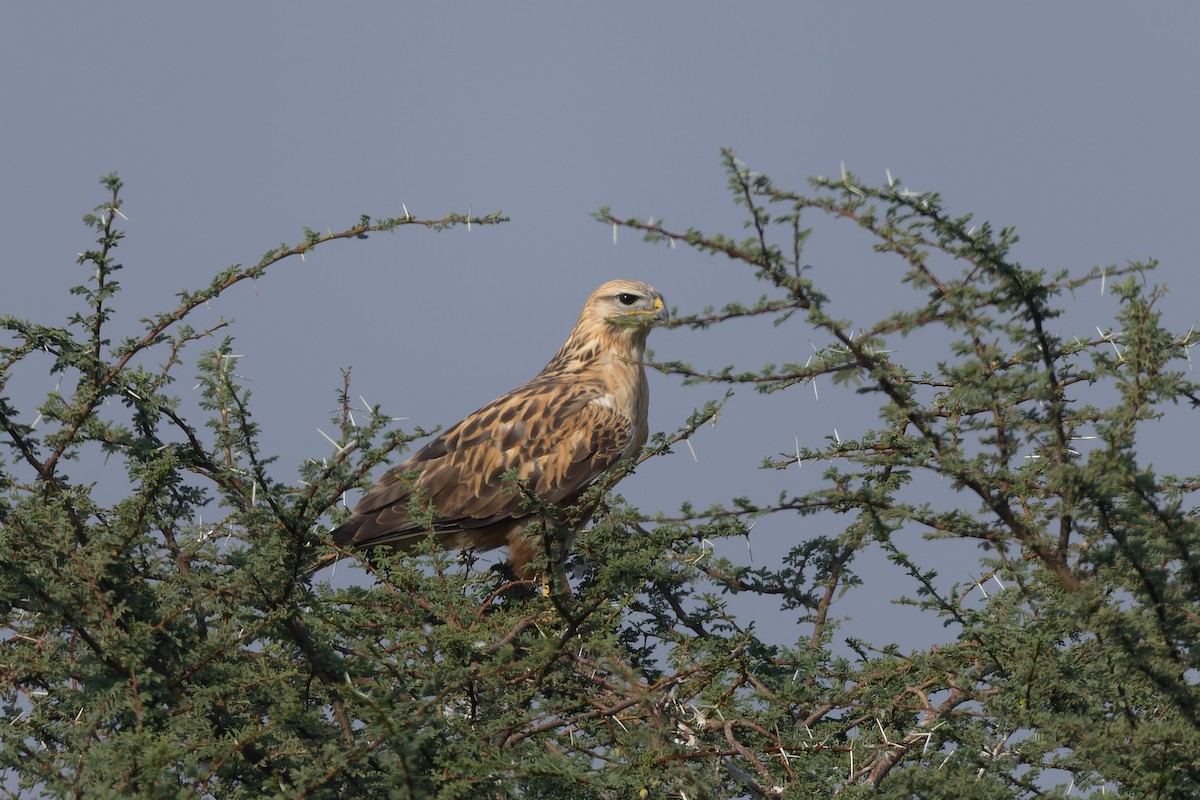 Long-legged Buzzard - ML646173797