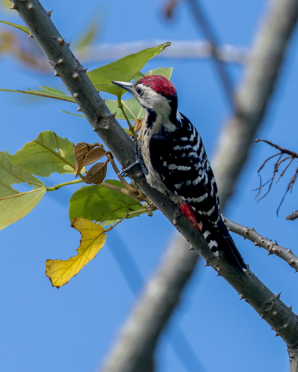 コモンアカゲラ - ML646173798