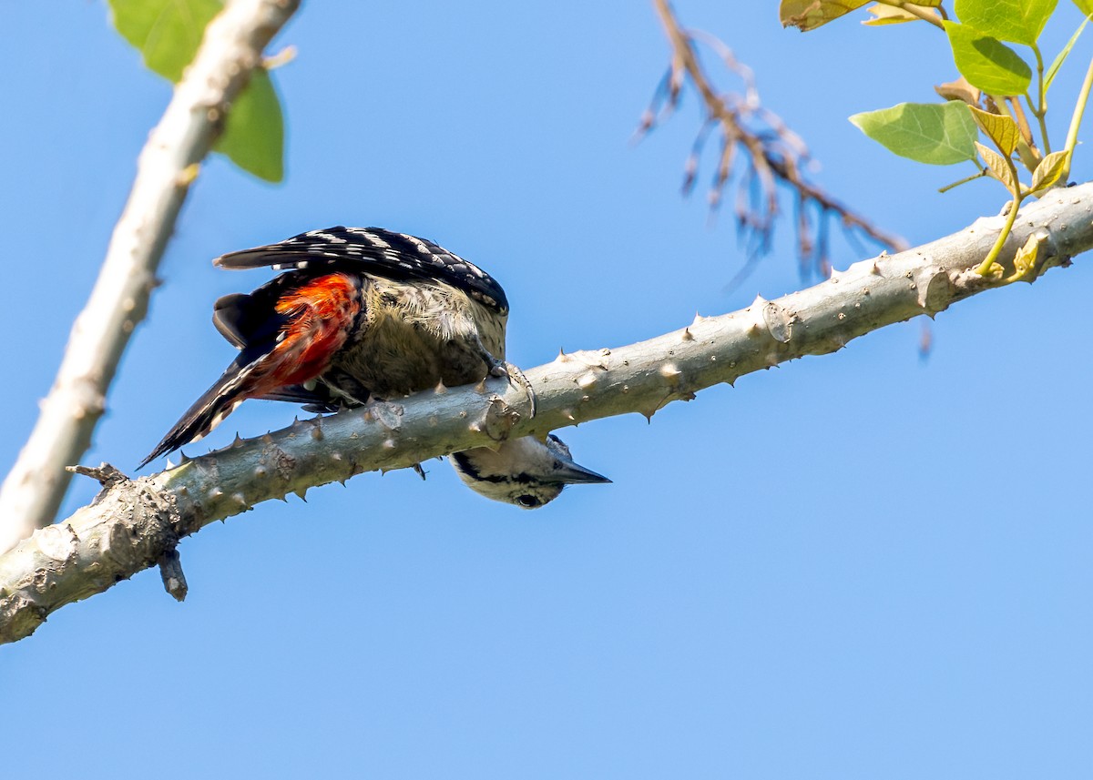 コモンアカゲラ - ML646173799