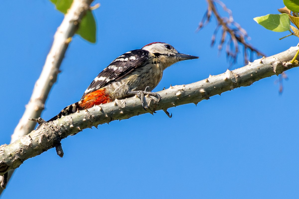 コモンアカゲラ - ML646173800