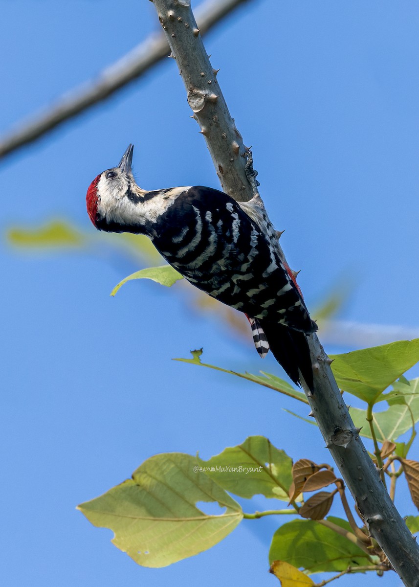 コモンアカゲラ - ML646173801