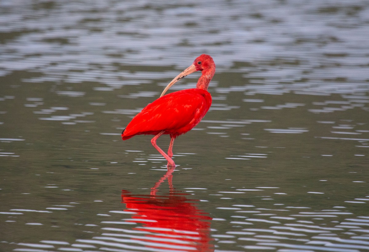 rødibis - ML646173802