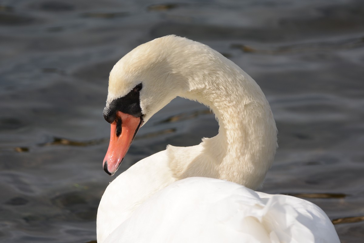 コブハクチョウ - ML646173803