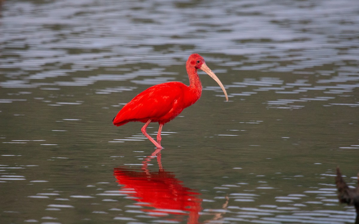 rødibis - ML646173806