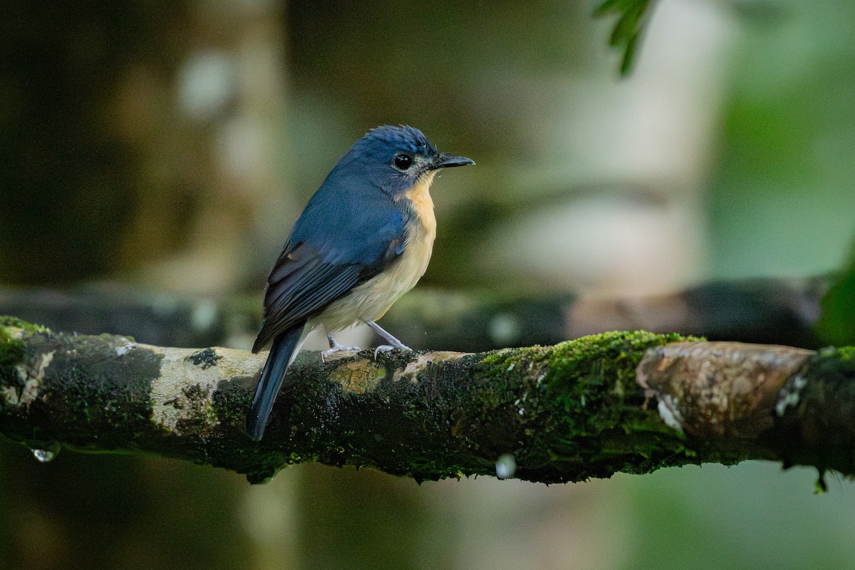 ノドアカヒメアオヒタキ - ML646173807