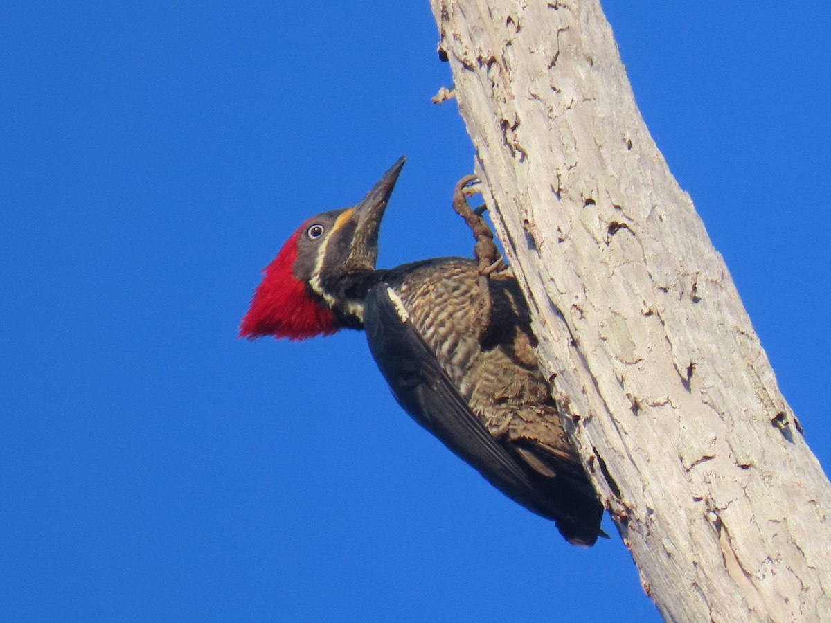 シマクマゲラ - ML646173808