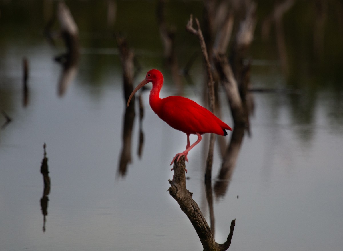 rødibis - ML646173809