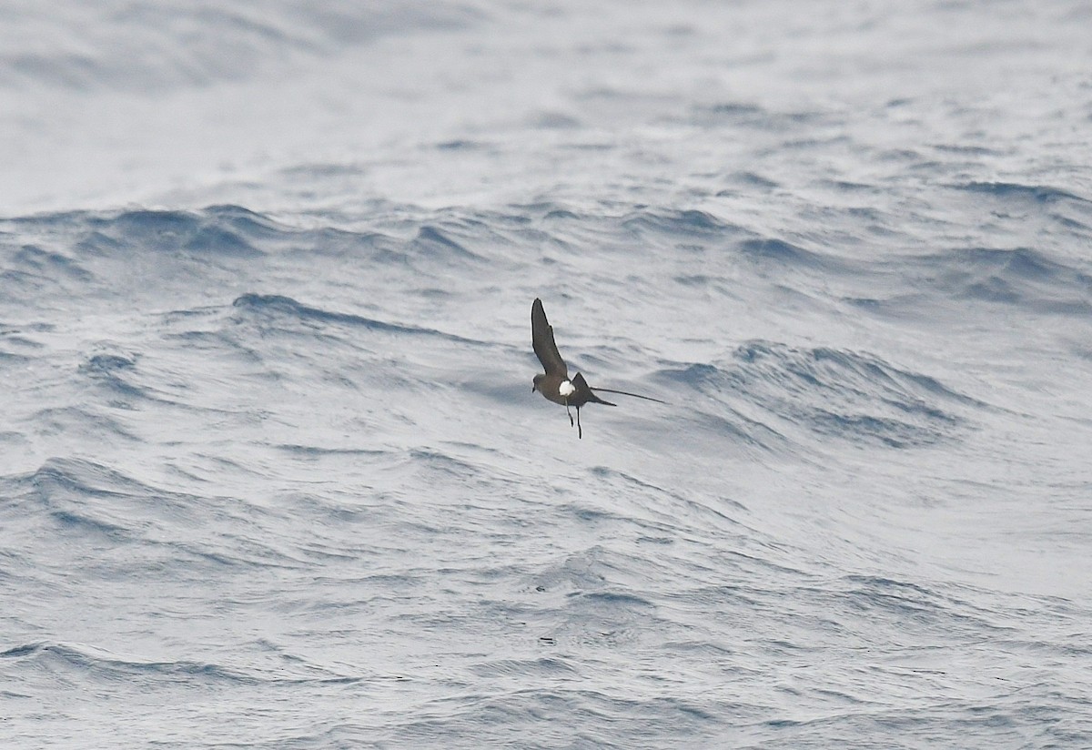 アシナガウミツバメ - ML646173810