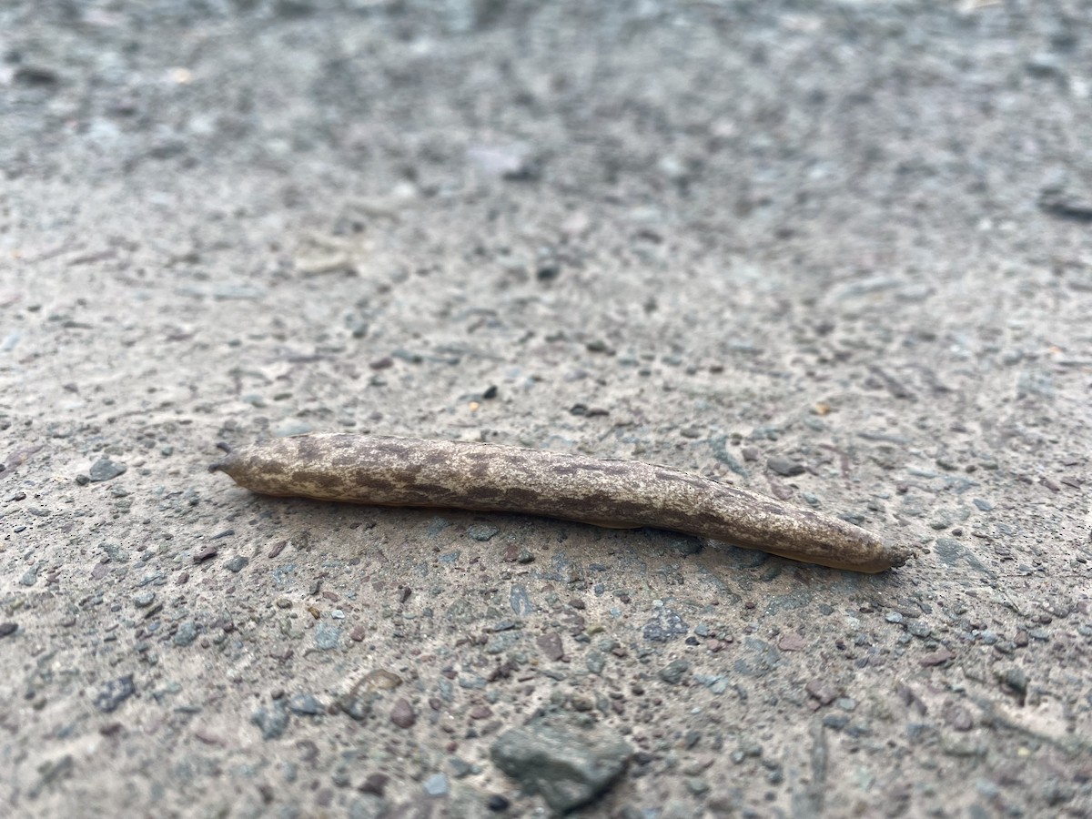 Changeable Mantleslug - ML646173814