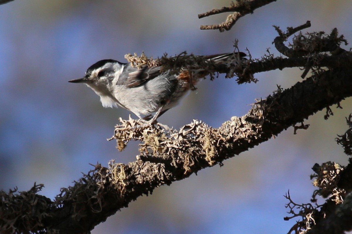 ムナジロゴジュウカラ（lagunae グループ） - ML646173816