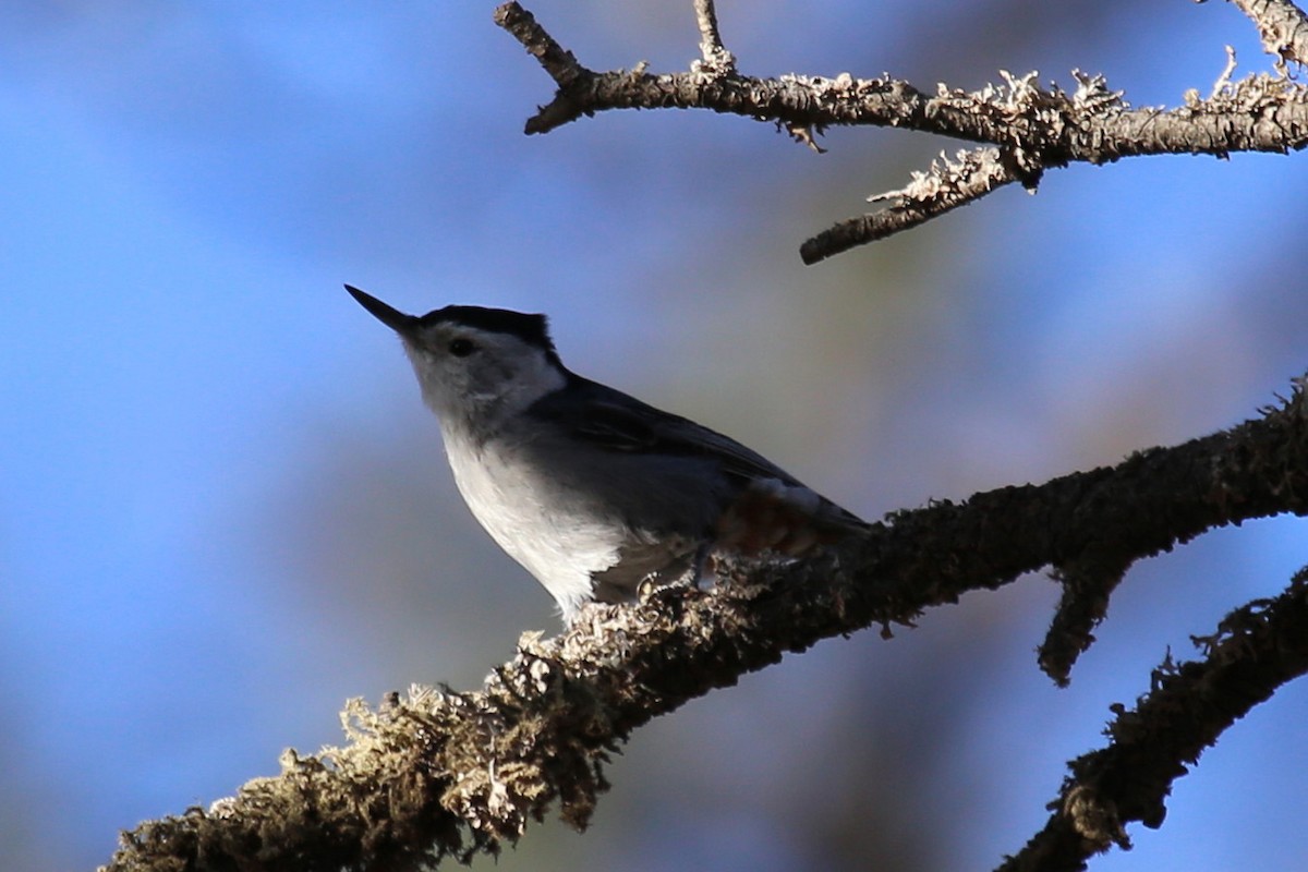 ムナジロゴジュウカラ（lagunae グループ） - ML646173817