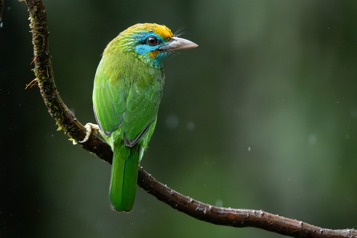 キビタイゴシキドリ - ML646173818