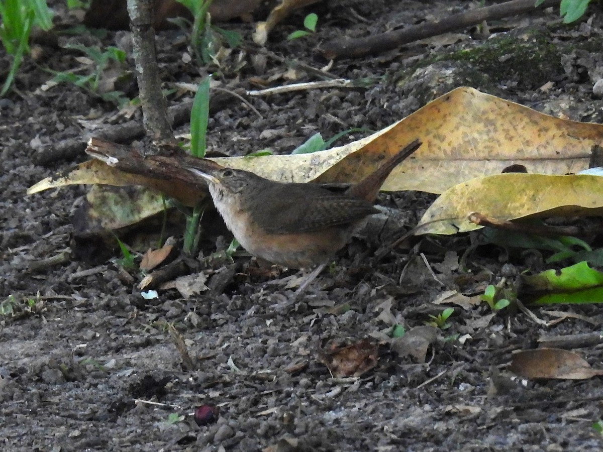 Southern House Wren - ML646173820
