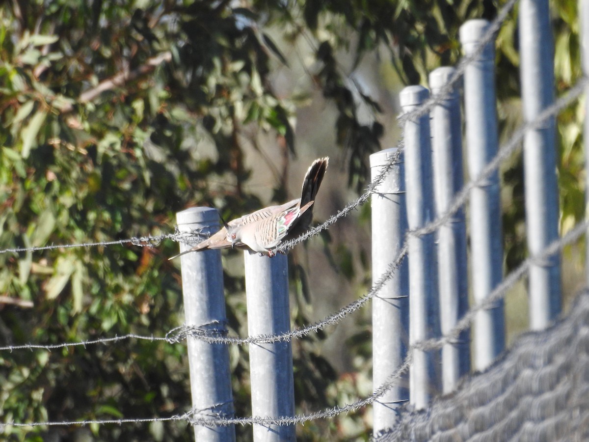 レンジャクバト - ML646173821