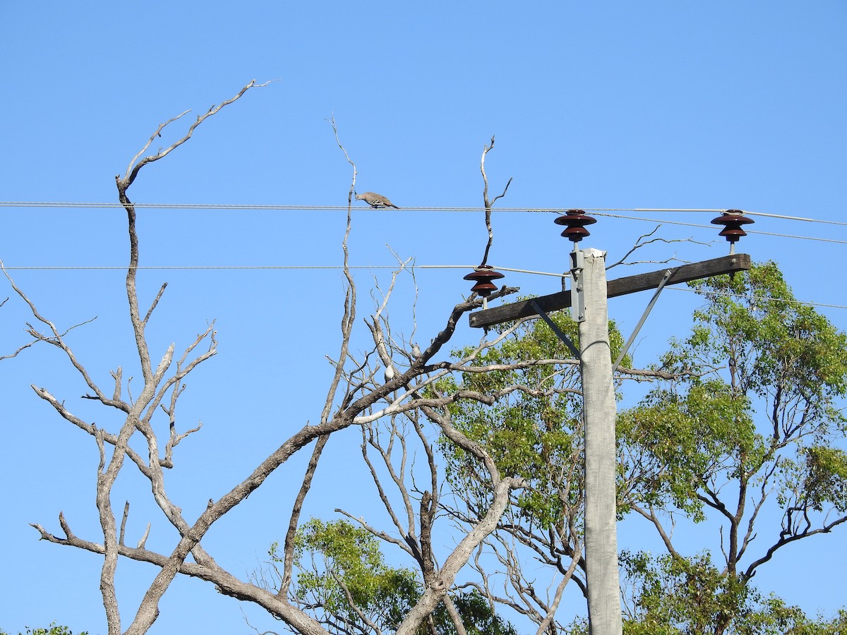 レンジャクバト - ML646173822