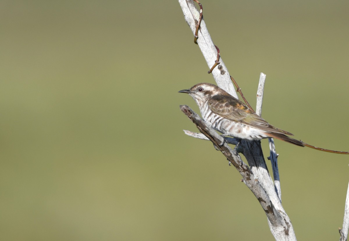 マミジロテリカッコウ - ML646173823