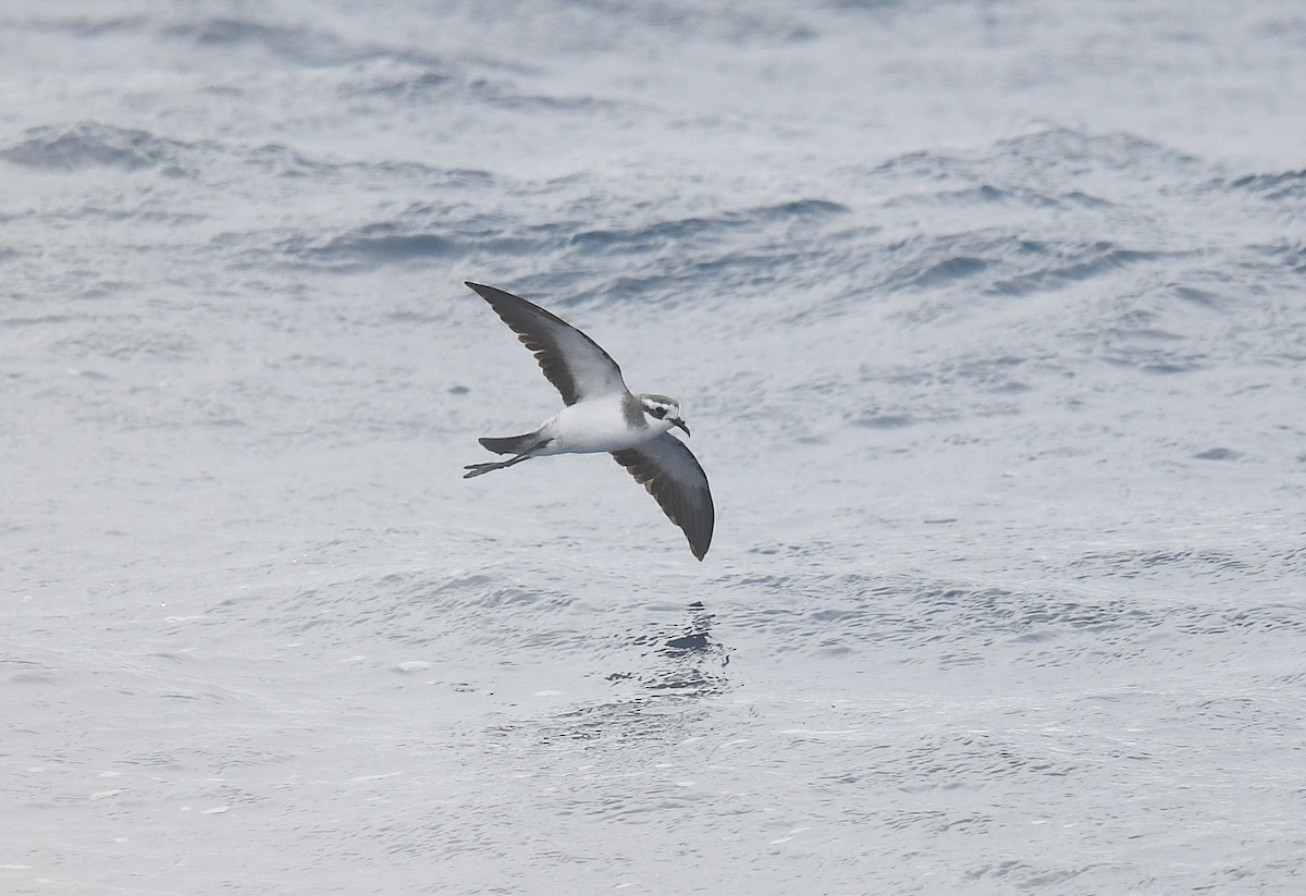 カオジロウミツバメ - ML646173824