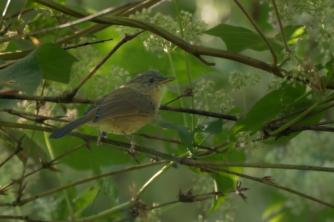 ハイガシラチメドリ - ML646173825