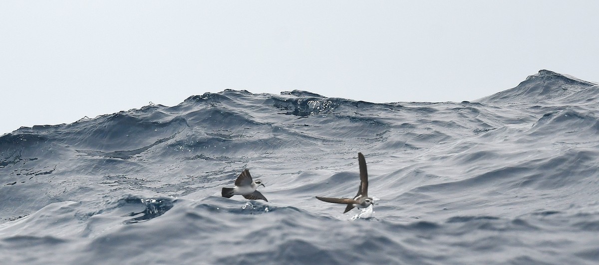 カオジロウミツバメ - ML646173827